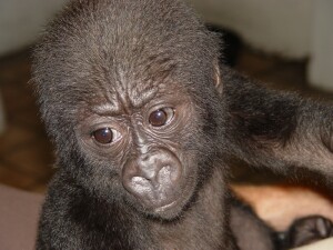 Baby Western Lowland Gorilla